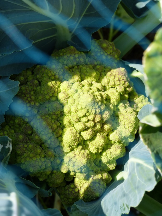 A lovely Romanesco cauliflower.